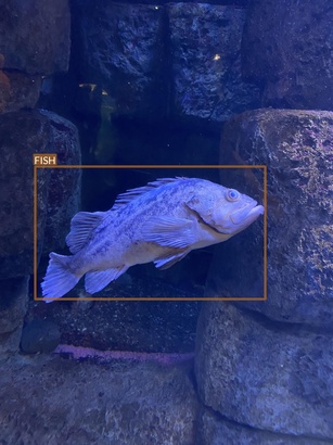 fish1