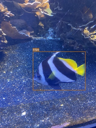fish2