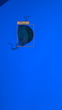 jellyfish1