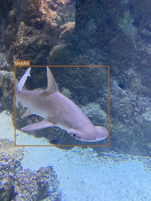 shark1