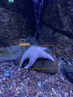 starfish1