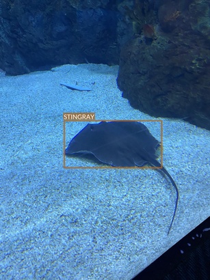 stingray1
