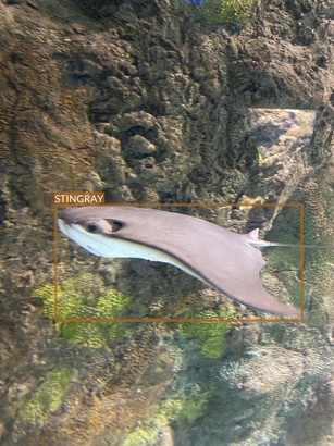 stingray2