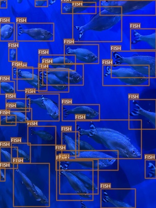 fish1