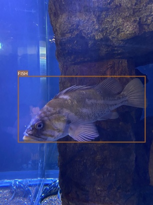 fish2