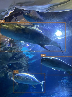 fish4