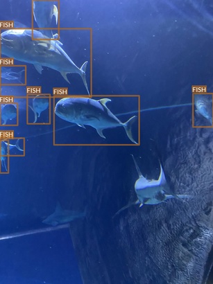 fish5