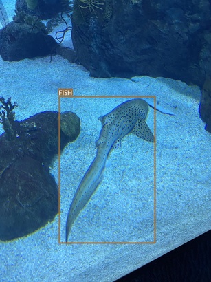 fish6