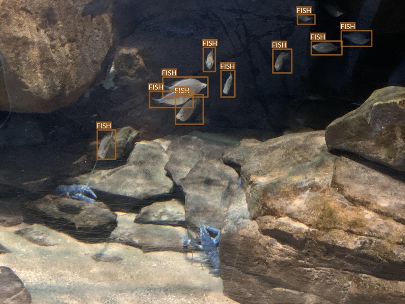 fish7