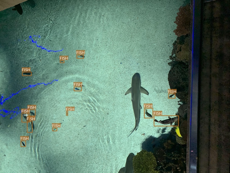 fish8