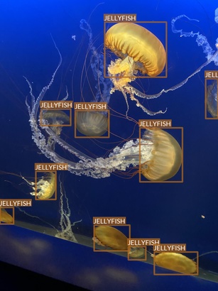 jellyfish1