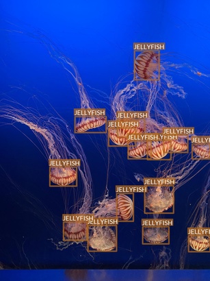 jellyfish2
