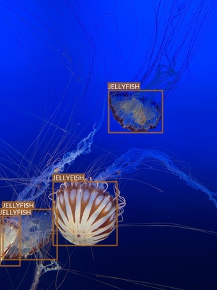 jellyfish4