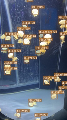 jellyfish5