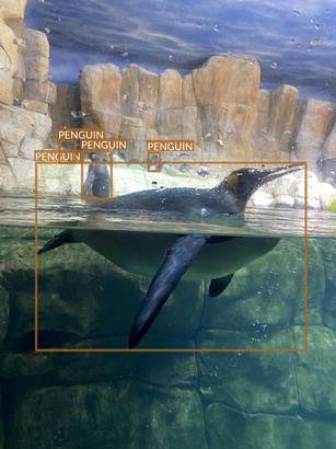 penguin1