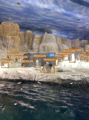 penguin2