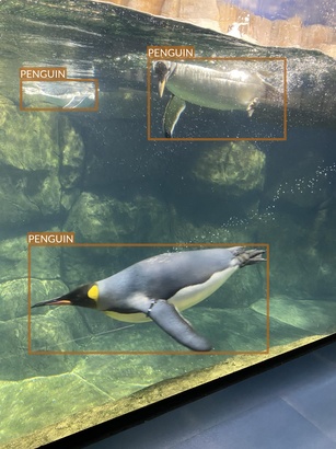 penguin5