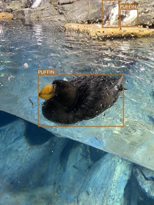 puffin2