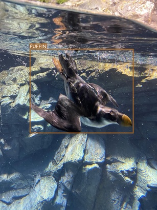 puffin3