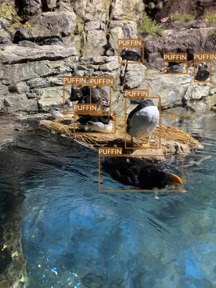 puffin4
