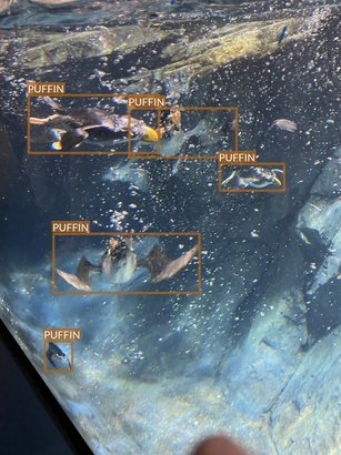 puffin5