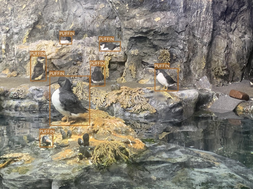 puffin6