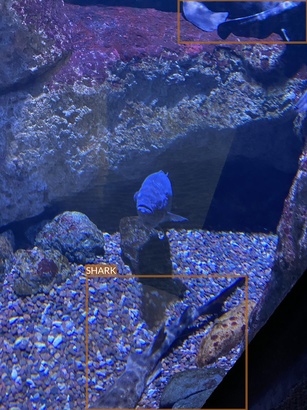 shark1