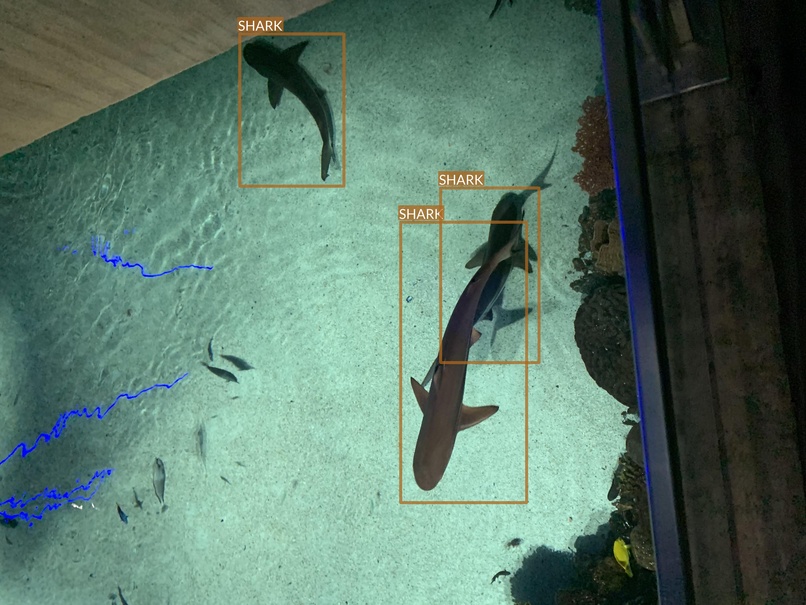 shark10