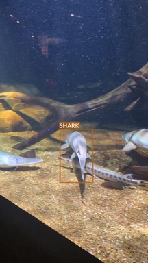 shark11