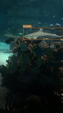 shark12
