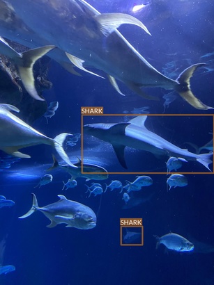 shark2