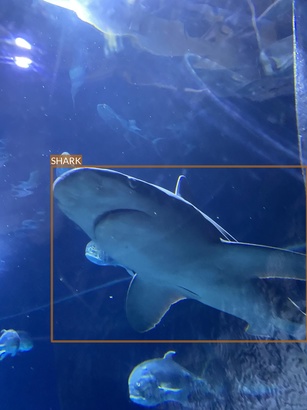 shark3