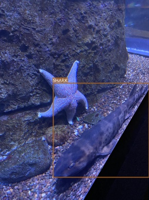 shark5