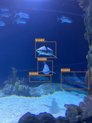 shark6
