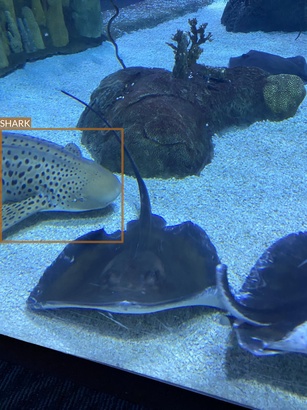 shark8
