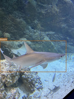 shark9