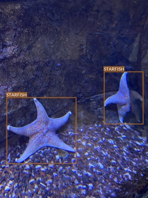 starfish1