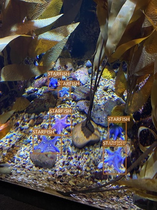 starfish2