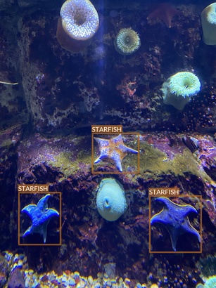 starfish3