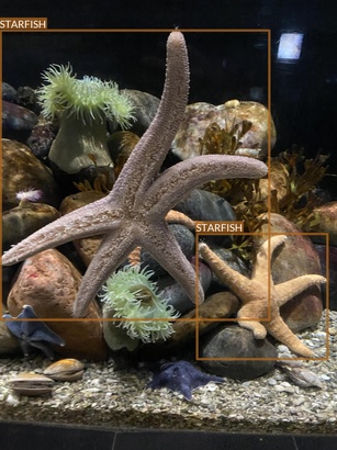 starfish4