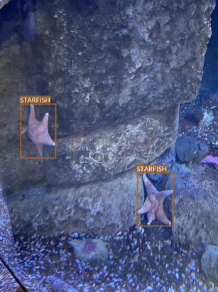 starfish5