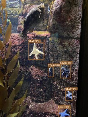 starfish6