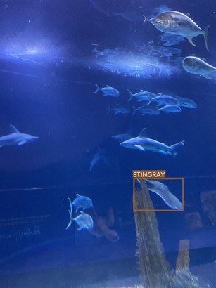 stingray1