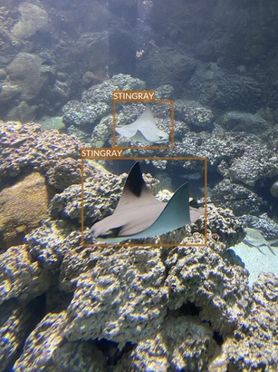 stingray11