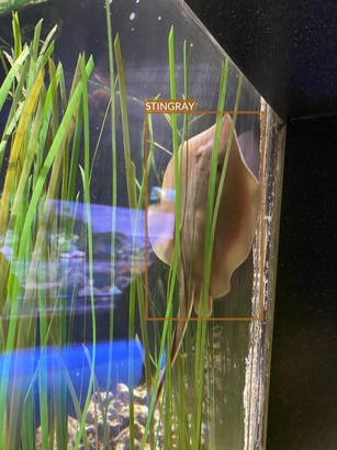 stingray3
