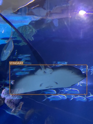 stingray4