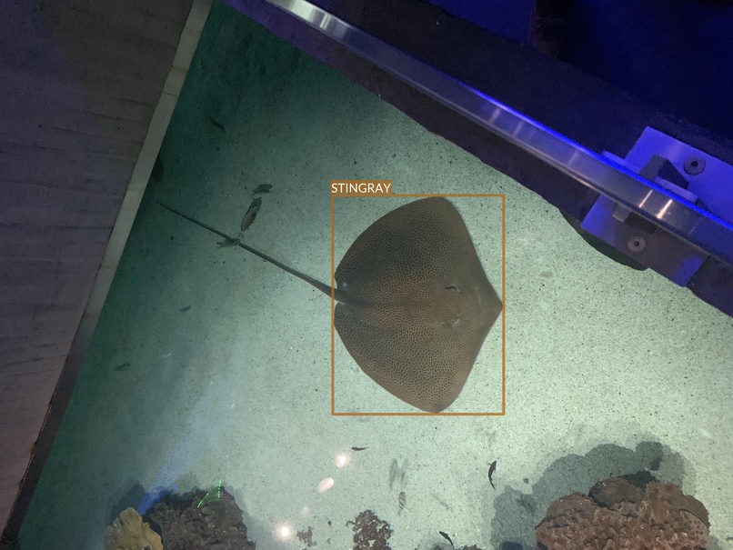 stingray5