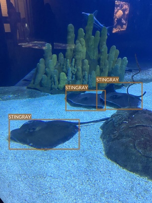 stingray6