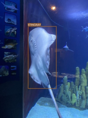 stingray7