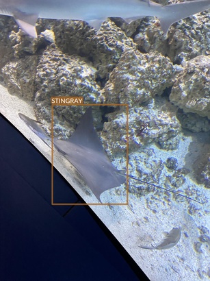 stingray8